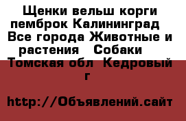 Щенки вельш корги пемброк Калининград - Все города Животные и растения » Собаки   . Томская обл.,Кедровый г.